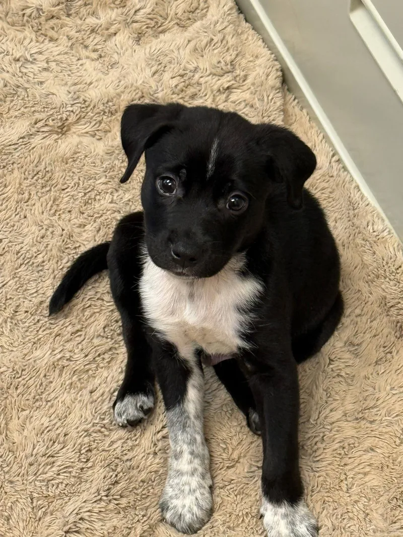 Clyde