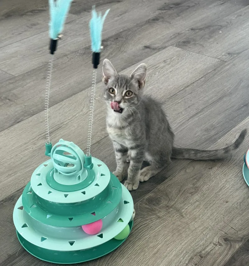 A young small-sized female Gray / Blue / Silver Domestic Short Hair cat named Sterling Katt for adoption in Chandler, AZ