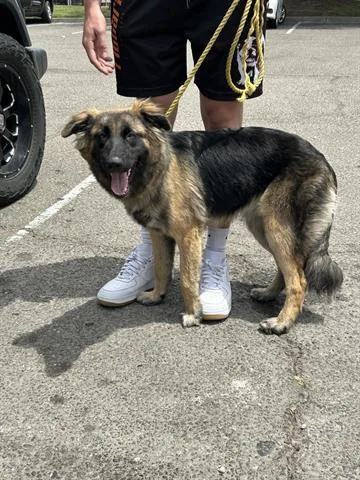 An adult large-sized female German Shepherd Dog dog named A for adoption in Stockton, CA