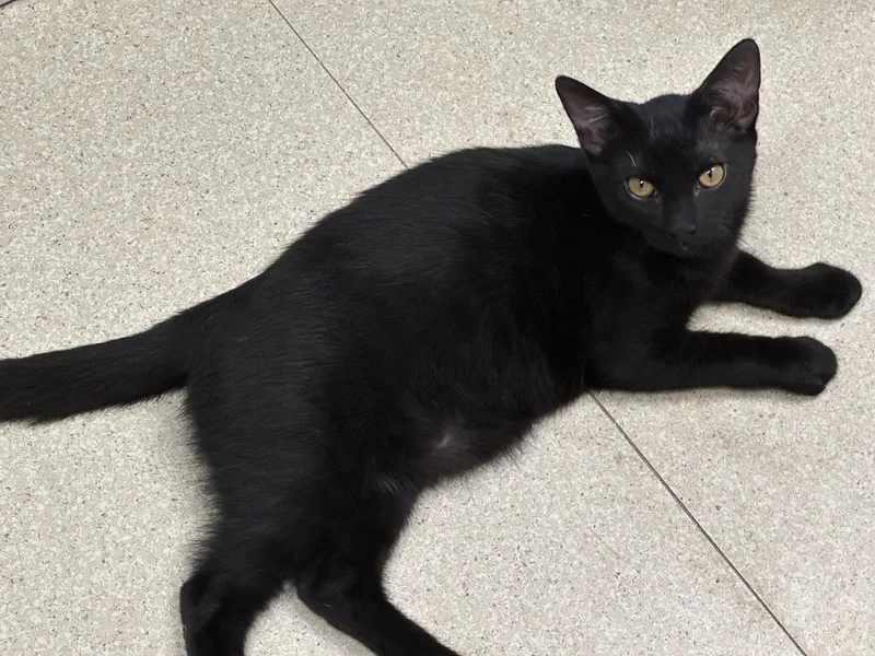 A young medium-sized male Black Domestic Short Hair cat named Marty for adoption in Morgan Hill, CA