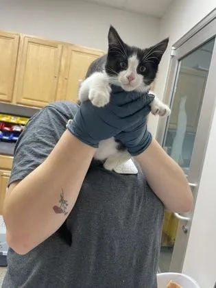 A baby small-sized male Black & White / Tuxedo Domestic Short Hair cat named Masa for adoption in Sacramento, CA