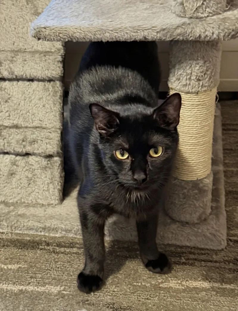 A young medium-sized male Domestic Short Hair cat named Mushy for adoption in Allentown, NJ