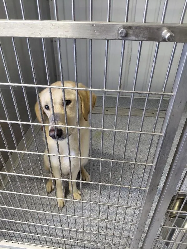 A young medium-sized male Yellow / Tan / Blond / Fawn Labrador Retriever dog named Bob Barker for adoption in bellefontaine, OH