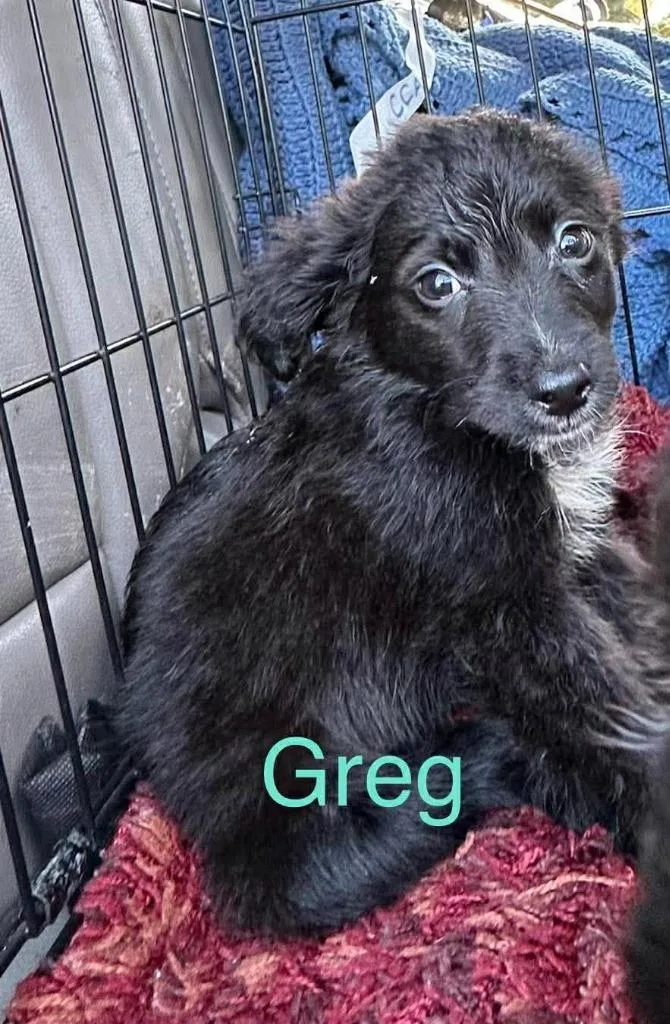 Greg thumbnail 3