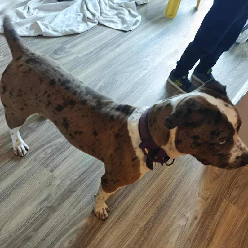 A young medium-sized female Gray / Blue / Silver Pit Bull Terrier dog named Julia Gulia for adoption in Jarrettsville, MD