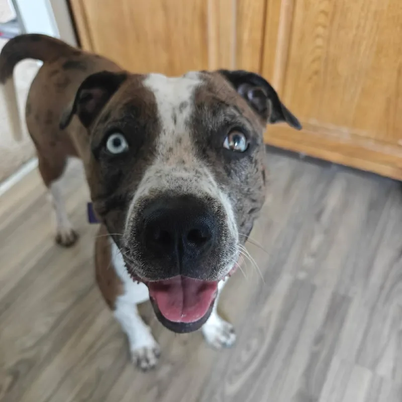 Julia Gulia thumbnail 3