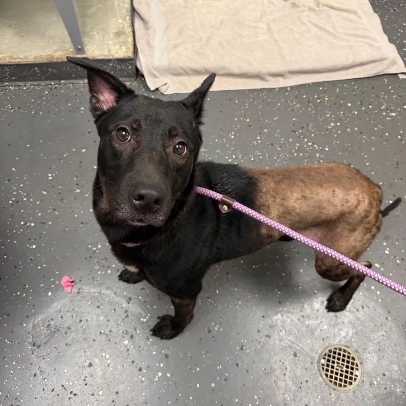 An adult medium-sized female Black Mixed Breed dog named Norma Jean for adoption in Columbiana, AL