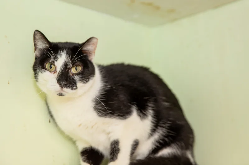 Rosemary thumbnail 2