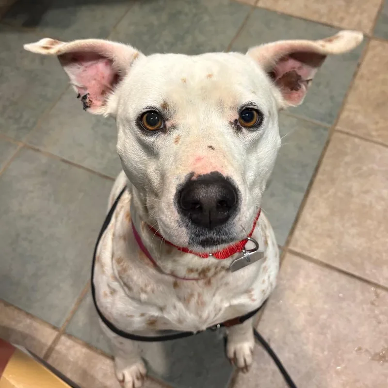 Penelope Featherington