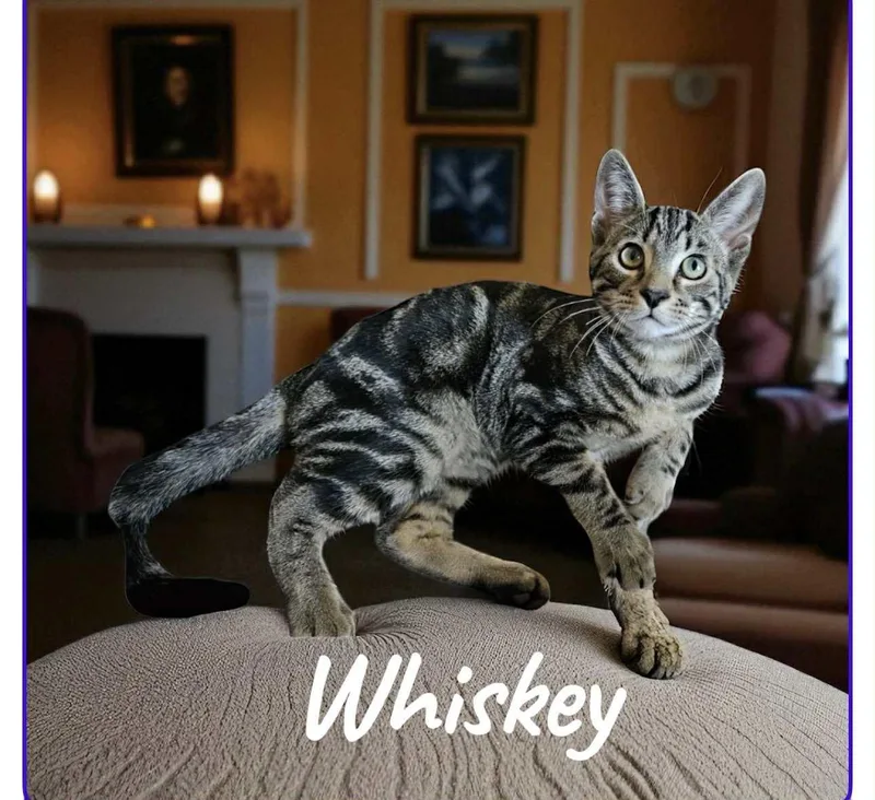 Whiskey