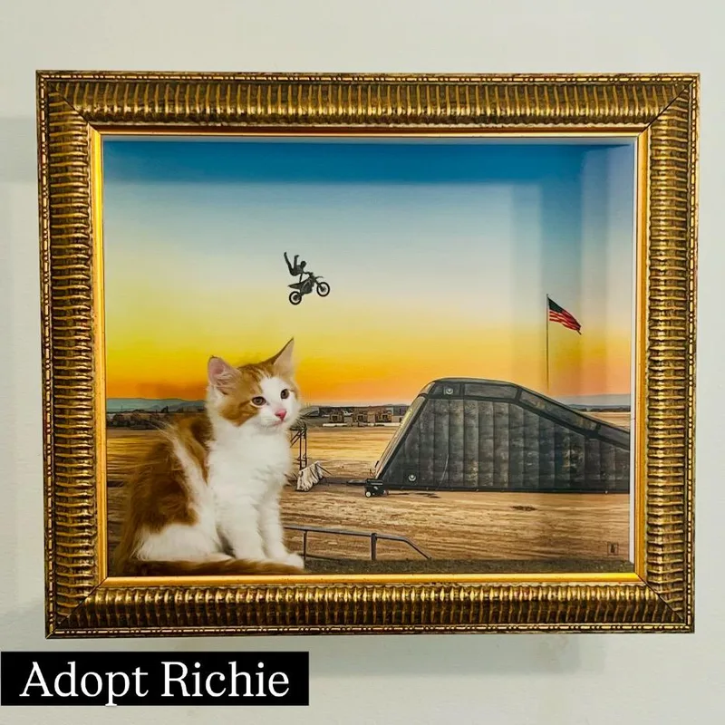 A baby small-sized male Orange / Red Turkish Van cat named Richie for adoption in Los Angeles, CA