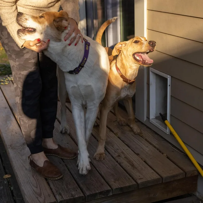 An adult medium-sized female Yellow / Tan / Blond / Fawn Labrador Retriever dog named Paisley for adoption in San Antonio, TX