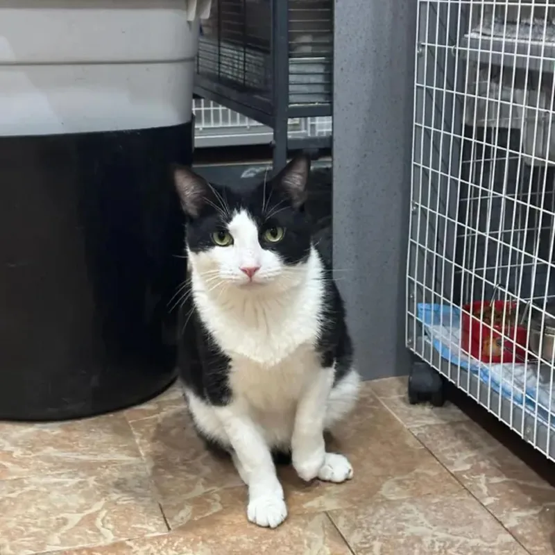 An adult small-sized male Black Domestic Short Hair cat named Adrian for adoption in Middle Village, NY