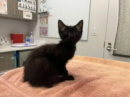 A baby small-sized female Black Domestic Short Hair cat named Homecoming for adoption in Kansas City, MO