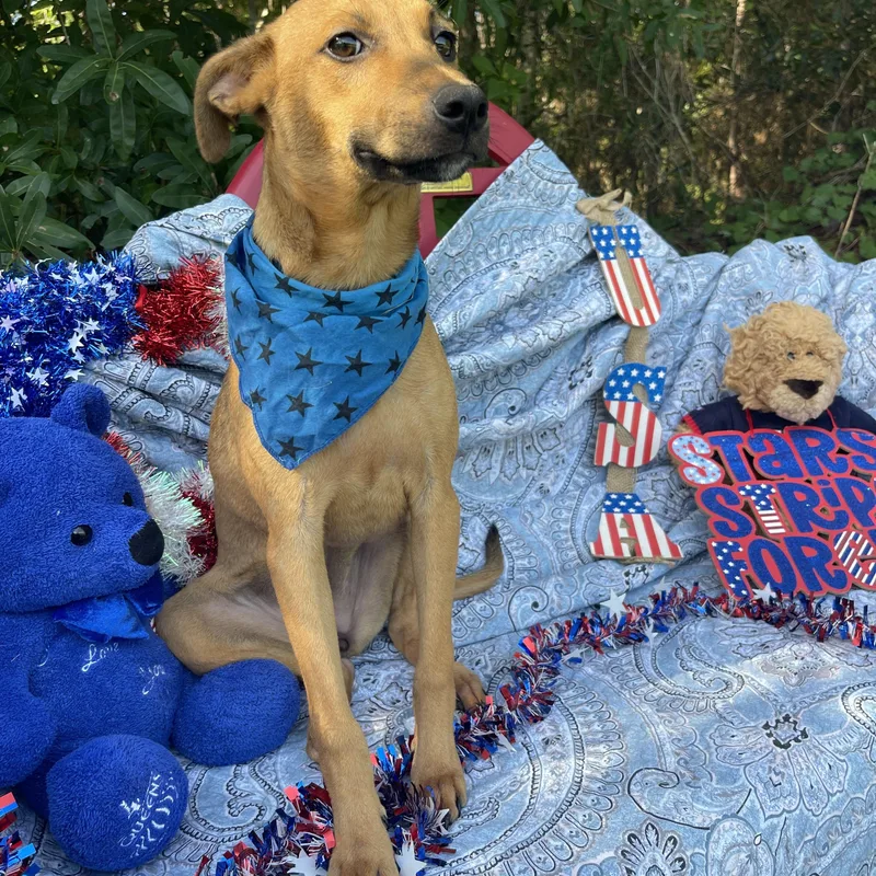A baby medium-sized female Black Mouth Cur dog named Wanda for adoption in Sebring, FL