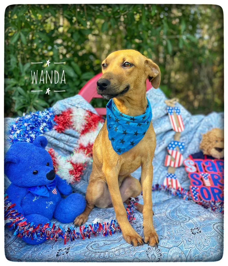 Wanda thumbnail 3