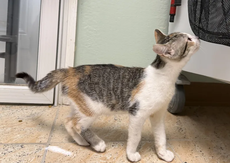 A baby medium-sized female Tabby (Gray / Blue / Silver) Domestic Short Hair cat named Honeydew for adoption in La Crescent, MN