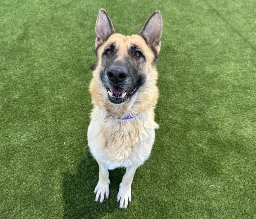 An adult large-sized female German Shepherd Dog dog named Fable for adoption in Martinez, CA