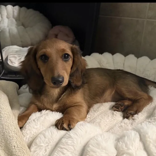 A baby small-sized female Dachshund dog named Maria and Mabel for adoption in Renton, WA