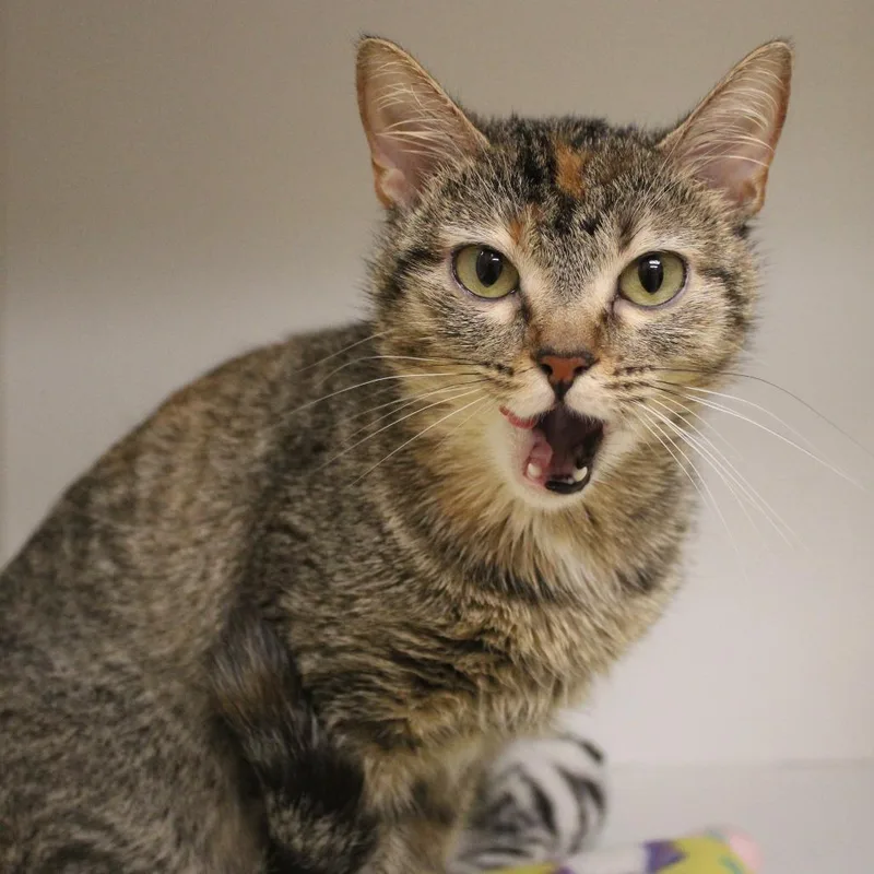 An adult medium-sized female Brown / Chocolate Domestic Short Hair cat named Ali for adoption in Champaign, IL