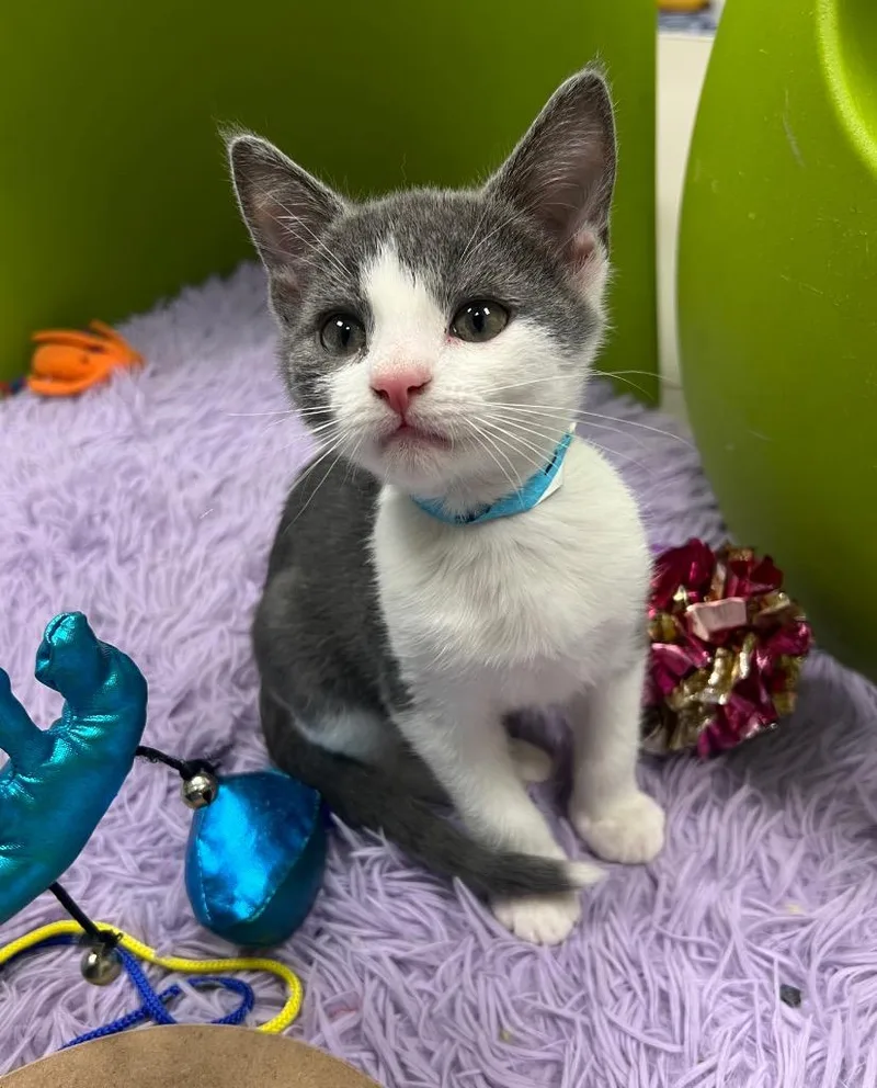 A baby medium-sized male Domestic Short Hair cat named Ernest for adoption in Greeneville, TN