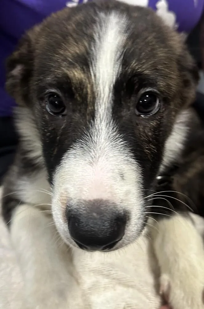 A baby small-sized male Australian Shepherd dog named Copper Black Collar for adoption in Anoka, MN