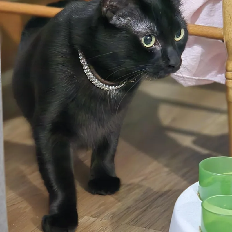 Livvie Jc thumbnail 2