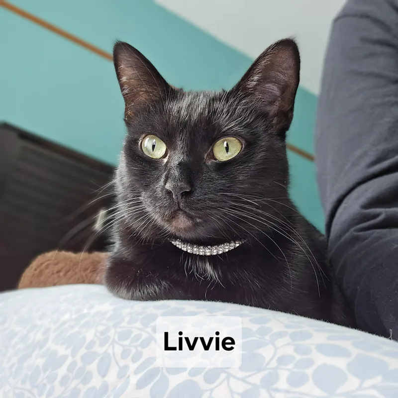 Livvie Jc thumbnail 3