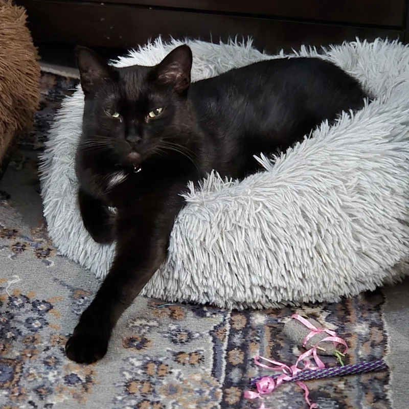 Livvie Jc thumbnail 4