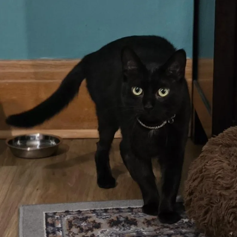 Livvie Jc thumbnail 5