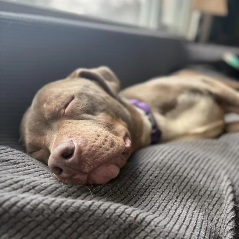 A young medium-sized female Brown / Chocolate Pit Bull Terrier dog named Kerry for adoption in Rochester, MN