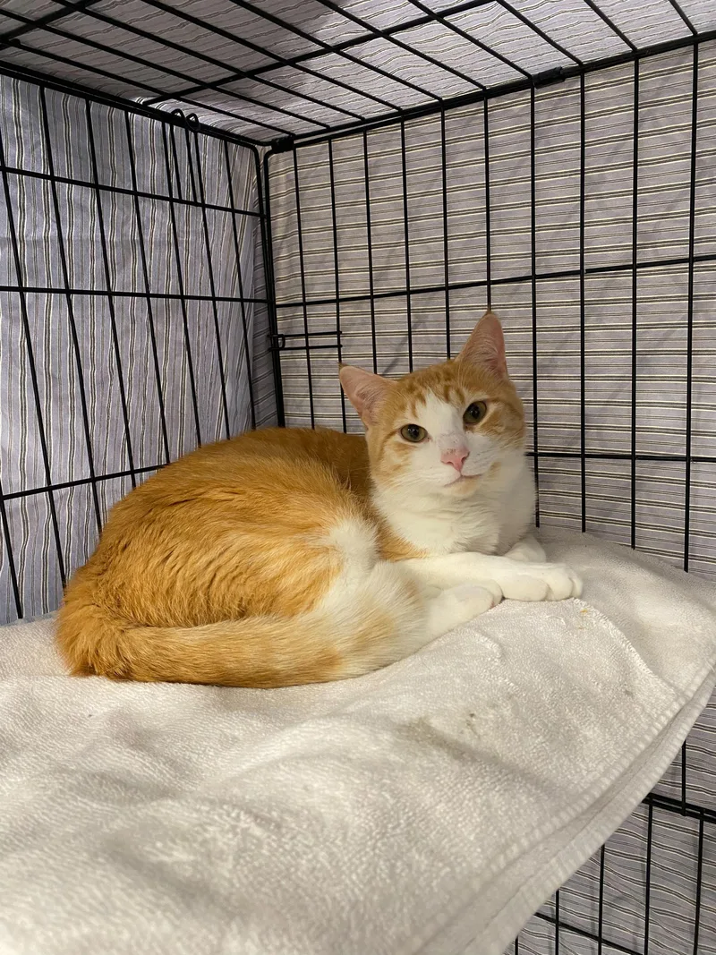 A young medium-sized male Orange & White Domestic Short Hair cat named Patrick for adoption in Waltham, MA
