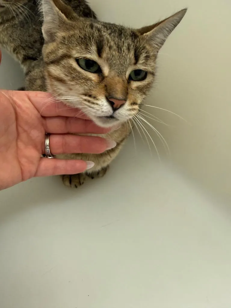 An adult medium-sized female Domestic Short Hair cat named Mamakie for adoption in Columbia, TN