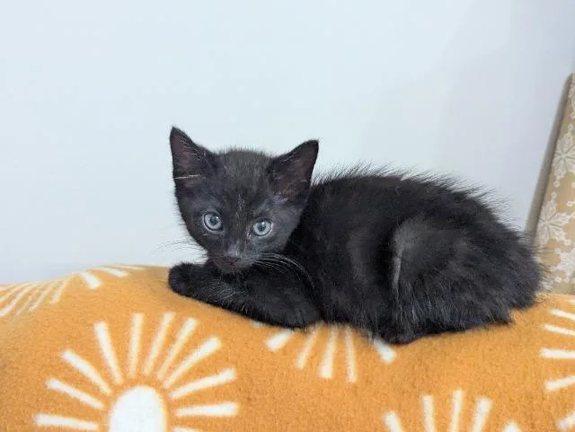 A baby medium-sized male Domestic Short Hair cat named Steepware for adoption in Cincinnati, OH