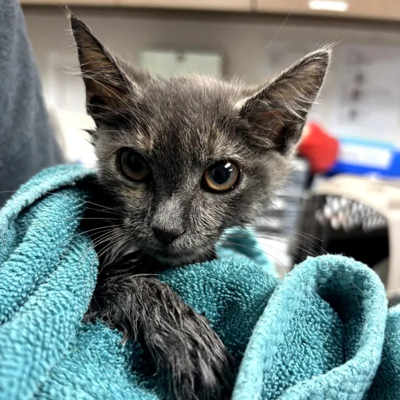 A baby small-sized female Gray / Blue / Silver Domestic Short Hair cat named KiKi for adoption in Cleveland, MS