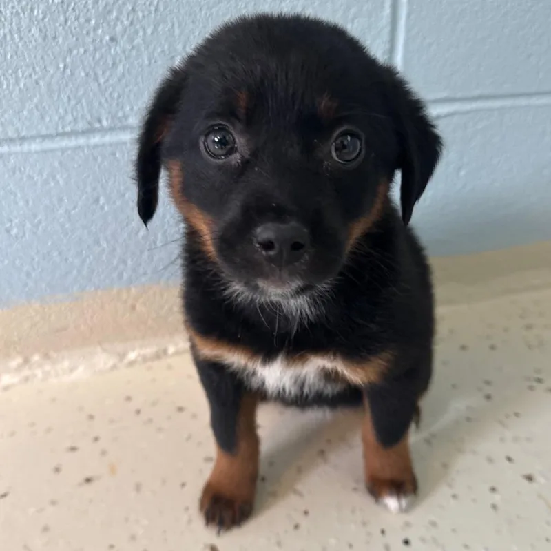 A baby medium-sized female Black Mixed Breed dog named Basil Bama for adoption in Fort Lauderdale, FL