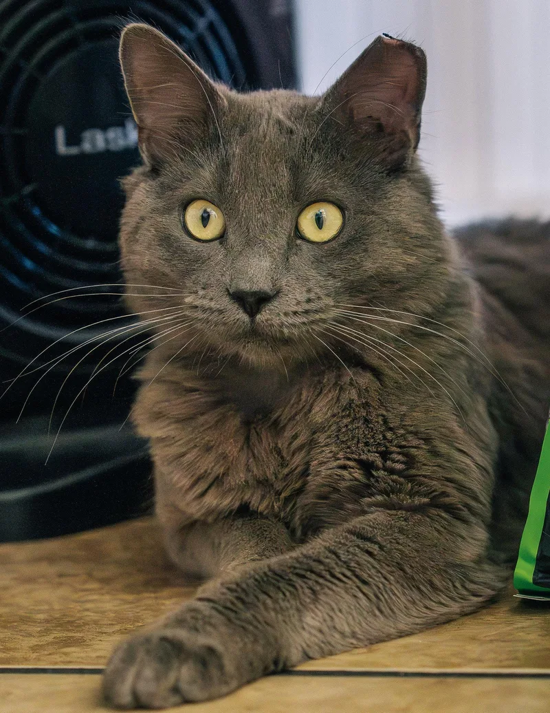 An adult medium-sized male Domestic Medium Hair cat named Baloo for adoption in San Jose, CA