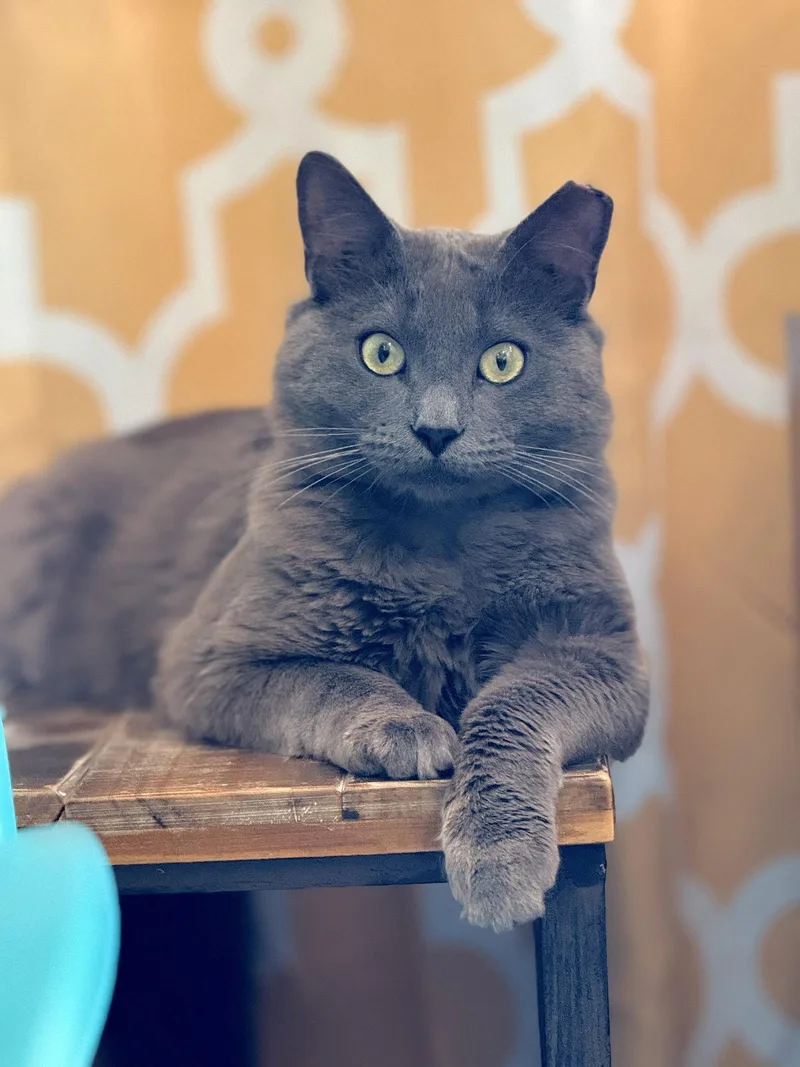 Baloo thumbnail 2