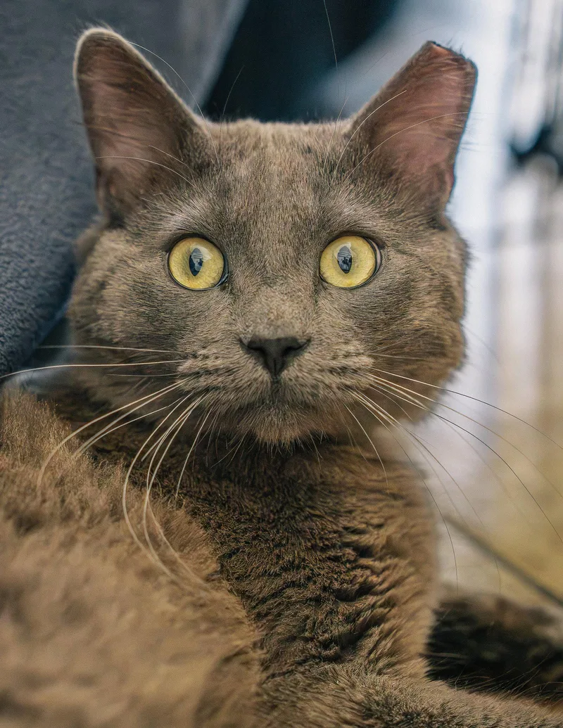 Baloo thumbnail 3