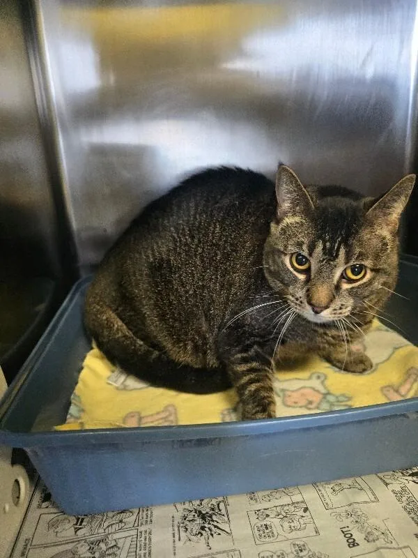 An adult medium-sized female Domestic Short Hair cat named Oreo for adoption in Cortland, NY