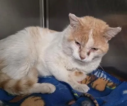 An adult medium-sized male Domestic Short Hair cat named Thomas for adoption in Clinton, MO