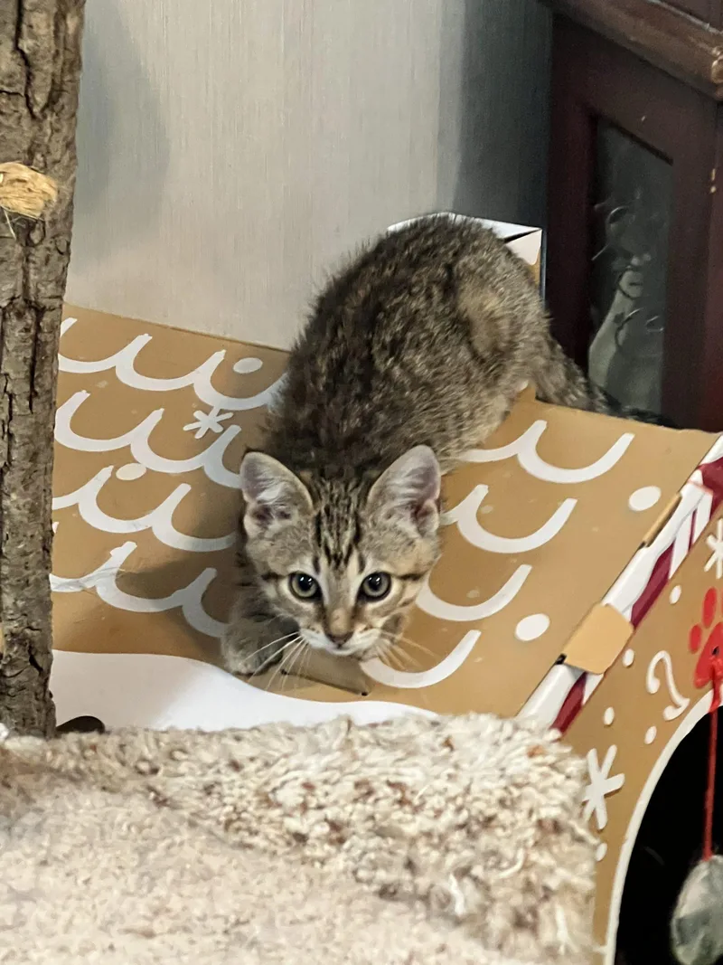 A young small-sized female Domestic Short Hair cat named Muffins for adoption in Seven Valleys, PA