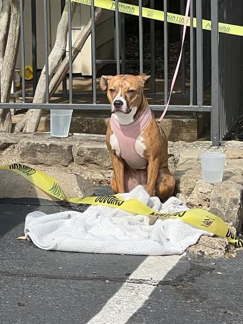 A young large-sized female Mixed Breed dog named Jana for adoption in Dallas, TX