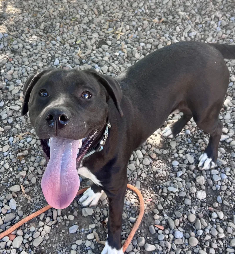 A young medium-sized male Pit Bull Terrier dog named Stanley for adoption in Buffalo, NY