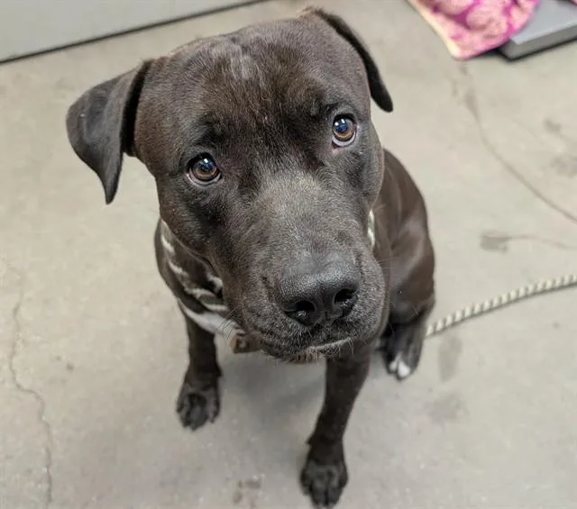 A young large-sized male Pit Bull Terrier dog named Caine for adoption in Tucson, AZ
