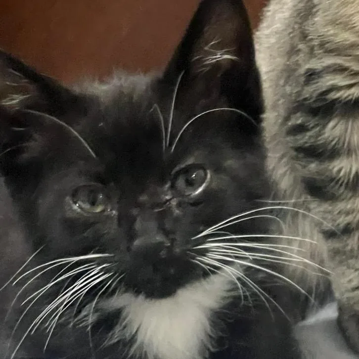 A baby small-sized male Black Domestic Short Hair cat named Boots for adoption in Escondido, CA