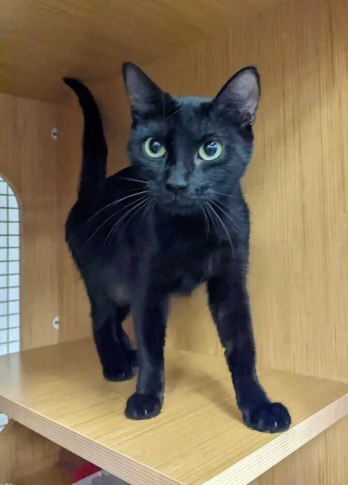 A baby small-sized male Black Domestic Short Hair cat named Blue Denim for adoption in Dallas, TX