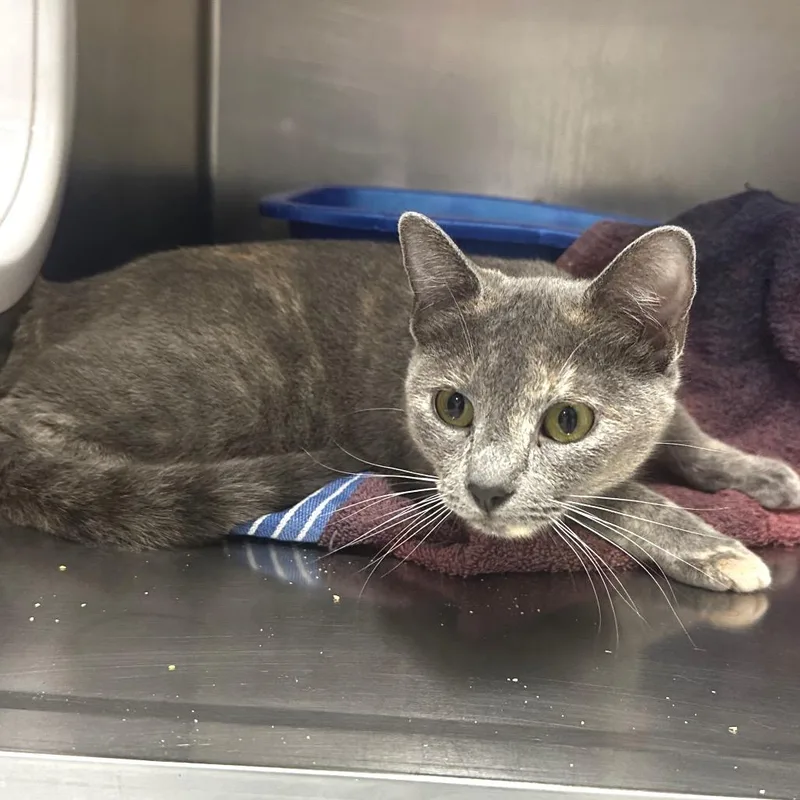 An adult medium-sized female Tortoiseshell Domestic Short Hair cat named Pandora for adoption in Warrensburg, MO