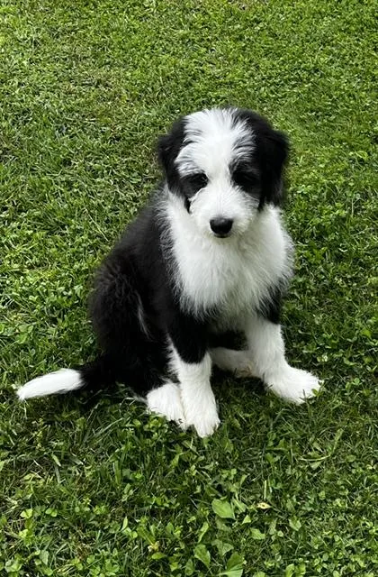 A baby medium-sized female Bearded Collie dog named Cuddles for adoption in Cordova, TN