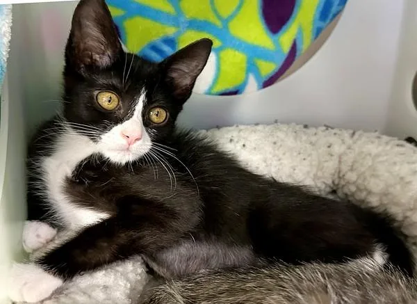A baby small-sized female Domestic Short Hair cat named Muffin for adoption in Sherwood, OR